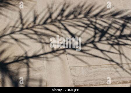 Date palm leaves shadows on beige marble stone ground background. Dark silhouettes of exotic leaves in bright sunlight. Summer vacation concept, flat Stock Photo