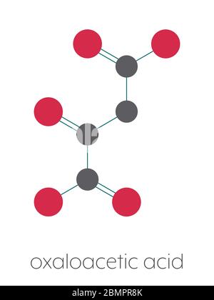 Oxaloacetic acid (oxaloacetate) metabolic intermediate molecule. Stylized skeletal formula (chemical structure): Atoms are shown as color-coded circles: hydrogen (hidden), carbon (grey), oxygen (red). Stock Photo