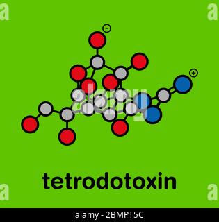 Tetrodotoxin (TTX) pufferfish neurotoxin molecule. Stylized skeletal formula (chemical structure): Atoms are shown as color-coded circles: hydrogen (hidden), carbon (grey), oxygen (red), nitrogen (blue). Stock Photo