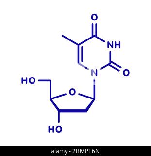 Thymidine (deoxythymidine) nucleoside molecule. DNA building block. Skeletal formula. Stock Photo