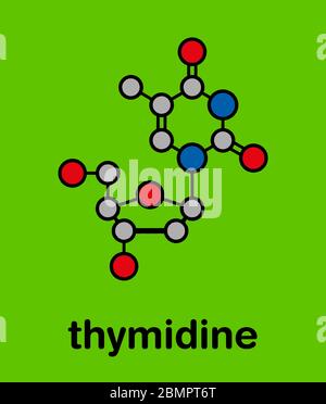 Thymidine (deoxythymidine) nucleoside molecule. DNA building block. Stylized skeletal formula (chemical structure): Atoms are shown as color-coded circles: hydrogen (hidden), carbon (grey), nitrogen (blue), oxygen (red). Stock Photo