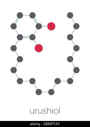 Urushiol poison ivy allergen molecule. Also present in poison oak, lacquer tree and poison sumac. Urushiol is a mixture of closely related components, only one of which is shown. Stylized skeletal formula (chemical structure): Atoms are shown as color-coded circles: hydrogen (hidden), carbon (grey), oxygen (red). Stock Photo