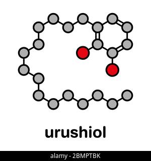 Urushiol poison ivy allergen molecule. Also present in poison oak, lacquer tree and poison sumac. Urushiol is a mixture of closely related components, only one of which is shown. Stylized skeletal formula (chemical structure): Atoms are shown as color-coded circles: hydrogen (hidden), carbon (grey), oxygen (red). Stock Photo