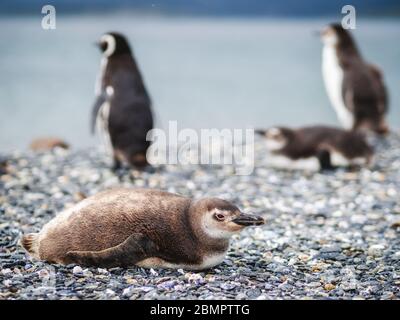 Magellan penguin colony on Martillo Island in the Beagle Channel, Ushuaia, Tierra del Fuego Province, Argentina.
