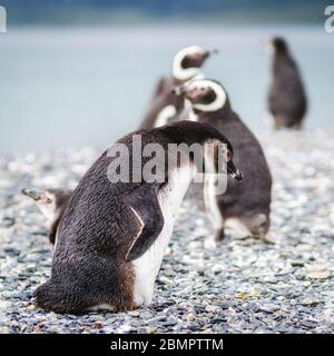 Magellan penguins on Martillo Island in the Beagle Channel, Ushuaia, Tierra del Fuego Province, Argentina.