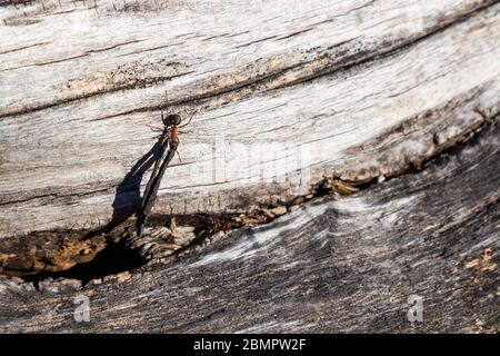 One meat ant Iridomyrmex purpureus worker carrying a piece of wood creeping on tree trunk, Sopron, Hungary Stock Photo