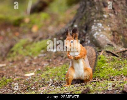 Eurasian red squirrel (Sciurus vulgaris), Kainuu, North Karelia, Karelia, Finland Stock Photo