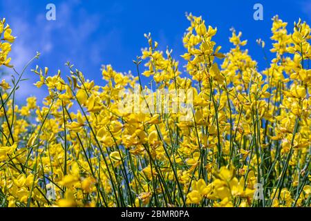 Spanish broom flower, spartium junceum Stock Photo