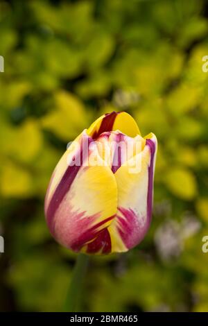 Tulip Helmar in flower in spring, England, United Kingdom Stock Photo