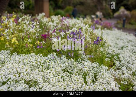 White alyssum or Carpet of Snow flowers in the garden. Flowerbed of white Alyssum flowers. Spring nature background Stock Photo