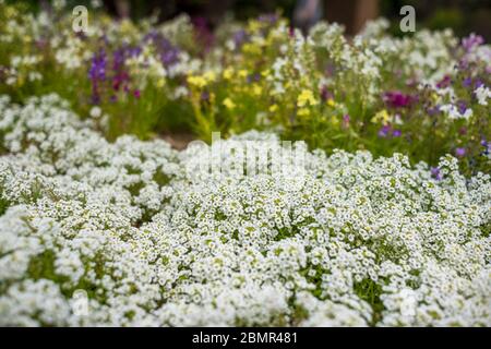 White alyssum or Carpet of Snow flowers in the garden. Flowerbed of white Alyssum flowers Stock Photo