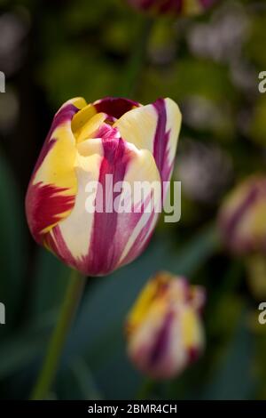 Tulip Helmar in flower in spring, England, United Kingdom Stock Photo