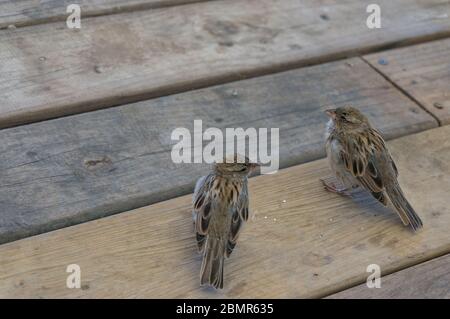 Two brown house sparrow birds sitting on a wooden floor. Urban birds Stock Photo