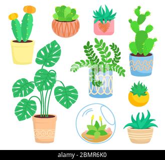 House indoor plant, potted ceramic set, flat cartoon flower. Succulents and house plants, cactus collection, monstera, aloe. Growing green sprouts rising from pot. Isolated vector illustration Stock Vector