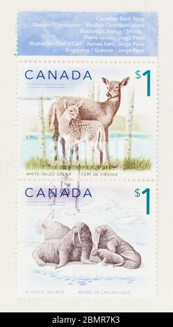 SEATTLE WASHINGTON - May 10, 2020:  2005 One dollar Canadian stamps featuring white-tailed deer and Atlantic walrus. Scott # 1689, Scott # 1688