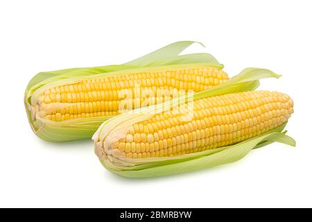 Two cob raw whole organic sweet corn on white isolated background with clipping path. Sweet corn or sugar corn have high carbohydrate and delicious ta Stock Photo