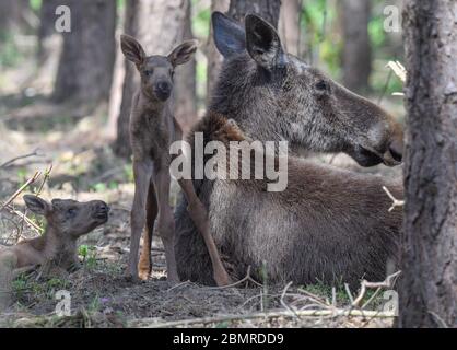 08 May 2020, Brandenburg, Groß Schönebeck: The two moose twins, only a few days old, stay very close to their mother in an enclosure in the Schorfheide Game Park. The Schorfheide Wildlife Park (Barnim) has a new attraction since a few days: Moose cow 'Lille Sol' has given birth to double offspring. The two elk calves were born on 5 May, are already standing on their long legs and are suckled by their mother while lying down. The moose babies are very small when they are born twice and cannot reach the mother's suckling tusk while standing, said Imke Heyter, Director of the Game Park. Photo: Pa Stock Photo