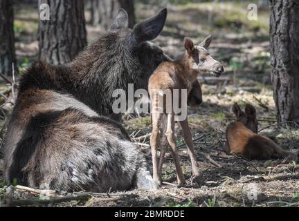 08 May 2020, Brandenburg, Groß Schönebeck: A few days old moose calf stands next to its mother in an enclosure in the Schorfheide Game Park. The Schorfheide Wildlife Park (Barnim) has a new attraction since a few days: Moose cow 'Lille Sol' has given birth to double offspring. The two elk calves were born on 5 May, are already standing on their long legs and are suckled by their mother while lying down. The moose babies are very small when they are born twice and cannot reach the mother's suckling tusk while standing, said Imke Heyter, Director of the Game Park. Photo: Patrick Pleul/dpa-Zentra Stock Photo