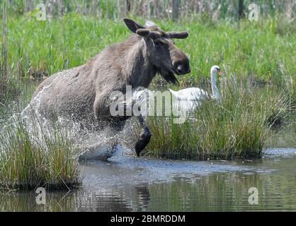 08 May 2020, Brandenburg, Groß Schönebeck: The bull moose 'Anton' runs through a lake in the enclosure in the Schorfheide game park. The Schorfheide Game Park (Barnim) has a new attraction since a few days: Moose cow 'Lille Sol' has given birth to double offspring. The two elk calves were born on 5 May, are already standing on their long legs and are suckled by their mother while lying down. The moose babies are very small when they are born twice and cannot reach the mother's suckling tusk while standing, said Imke Heyter, Director of the Game Park. Photo: Patrick Pleul/dpa-Zentralbild/ZB Stock Photo