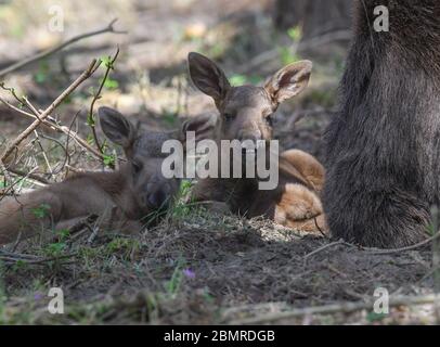 08 May 2020, Brandenburg, Groß Schönebeck: The two moose twins, only a few days old, lie next to their mother in an enclosure in the Schorfheide wildlife park. The Schorfheide Wildlife Park (Barnim) has a new attraction since a few days: Moose cow 'Lille Sol' has given birth to double offspring. The two elk calves were born on 5 May, are already standing on their long legs and are suckled by their mother while lying down. The moose babies are very small when they are born twice and cannot reach the mother's suckling tusk while standing, said Imke Heyter, Director of the Game Park. Photo: Patri Stock Photo