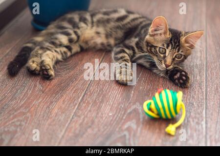 Cute charcoal bengal kitty cat laying with toy on the floor at home Stock Photo