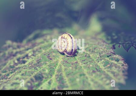Snail on plant leaf close up green. Vintage style pictures. Stock Photo