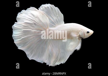 Betta White Platinum HM Halfmoon  Male or Plakat Fighting Fish Splendens On Black Background. Stock Photo