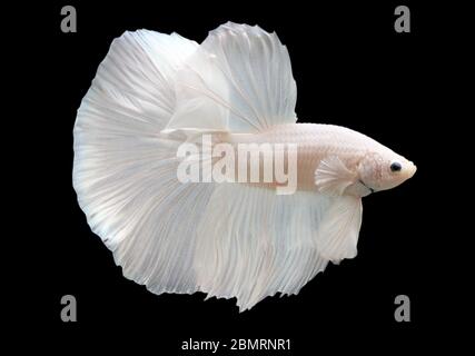 Betta White Platinum HM Halfmoon  Male or Plakat Fighting Fish Splendens On Black Background. Stock Photo