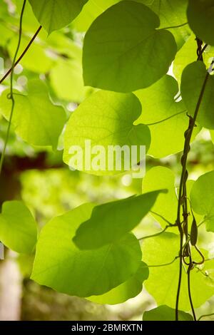 Fresh green spring leaves background. Vintage style pictures. Stock Photo