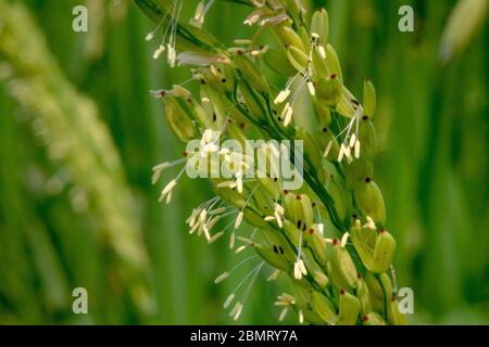 Close up rice flower Stock Photo