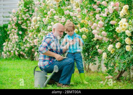 Flower rose care and watering. Grandfather with grandson gardening together. Gardener in the garden. Hobbies and leisure. Grandson and grandfather spe Stock Photo