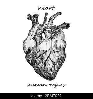 Heart. Realistic hand-drawn icon of human internal organs. Engraving art. Sketch style. Design concept for your medical projects post viral Stock Vector