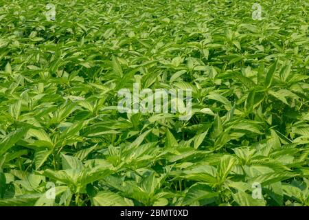 Jute production in Bangladesh Stock Photo