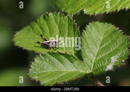 A tiny Dark bush-Cricket nymph, Pholidoptera griseoaptera, perching on a bramble leaf in springtime. Stock Photo