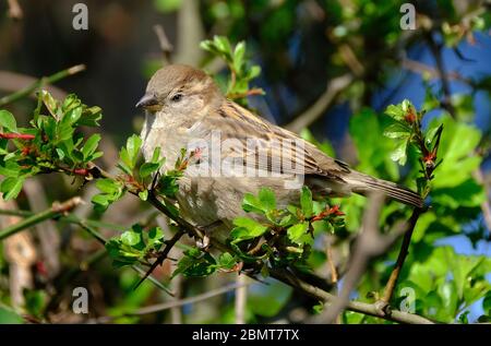 The house sparrow is a bird of the sparrow family Passeridae, found in most parts of the world. It is a small bird that has a typical length of 16 cm . Stock Photo