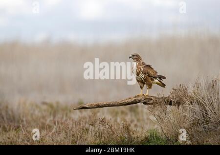 Buzzard perched on a dead tree stump Stock Photo