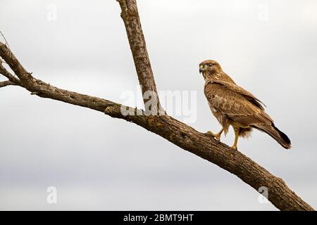 Buzzard perched in a tree against a clear sky Stock Photo