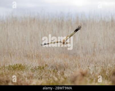 Marsh Harrier in flight over scrubland Stock Photo