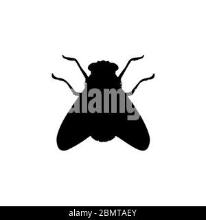 Fly Silhouette On White Background Stock Photo