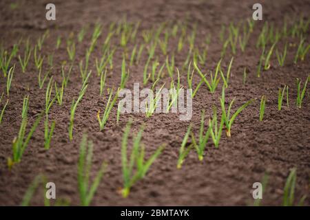 Green onion rows in the backyard garden. Blurred copy space. Stock Photo