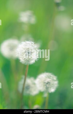 Round fluffy dandelion flowers grow in spring garden Stock Photo
