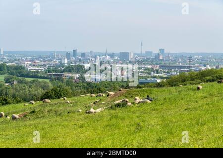 Schafe auf der Weide vor der Stadtansicht Dortmund, Nordrhein-Westfalen, Deutschland, Europa | sheep on meadow and Dortmund cityscape, North Rhine-Wes