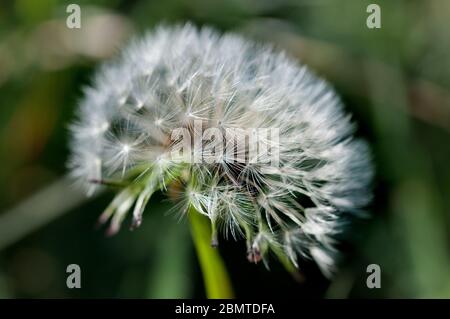 dandelion flower Stock Photo