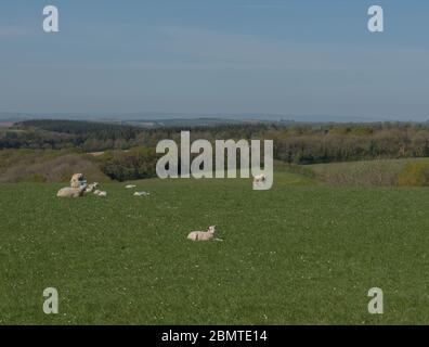 Devon Closewool Sheep with their Spring Lambs Grazing in a Field with a Panoramic View of the Rural Devon Countryside, England, UK Stock Photo