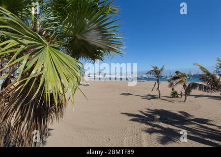Island of Gran Canaria, Spain. Picturesque view of palm trees on a sunny Playa de Las Alcaravaneras. Stock Photo
