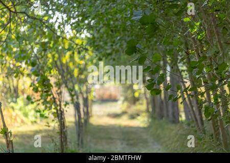 Detailed view of the parallel trees, path in the middle on the herbs field... Stock Photo
