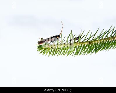 Giant Wood Wasp or horntail ( latin name Urocerus gigas) with black and yellow colours. Stock Photo