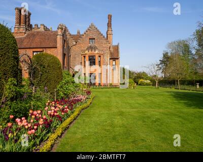 Chenies Manor House from the rose garden at tulip time. Lawn, box bush border, Antraciet and Apricot Foxx Tulips. Burgundies and pastel apricot pinks. Stock Photo