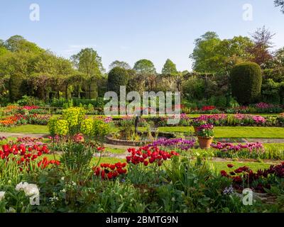 Chenies Manor sunken garden, mauve, red and purple tulips in full bloom, fresh green lawn with ornamental pond and statue of diver, topiary and tubs. Stock Photo