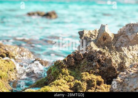 Sharp shore rocks on the adriatic sea, overgrown with moss and sea weed. Small shells and creatures attached to the rock Stock Photo